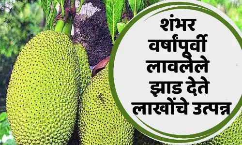 शंभर वर्षांपूर्वी लावलेले झाड आज पण देते लाखोंचे उत्पन्न..