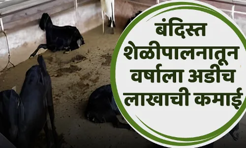 बंदिस्त शेळी पालनातून शेतकरी वर्षाला कमावतोय अडीज लाख रुपये बंदिस्त शेळी पालनातून शेतकरी वर्षाला कमावतोय अडीज लाख रुपये