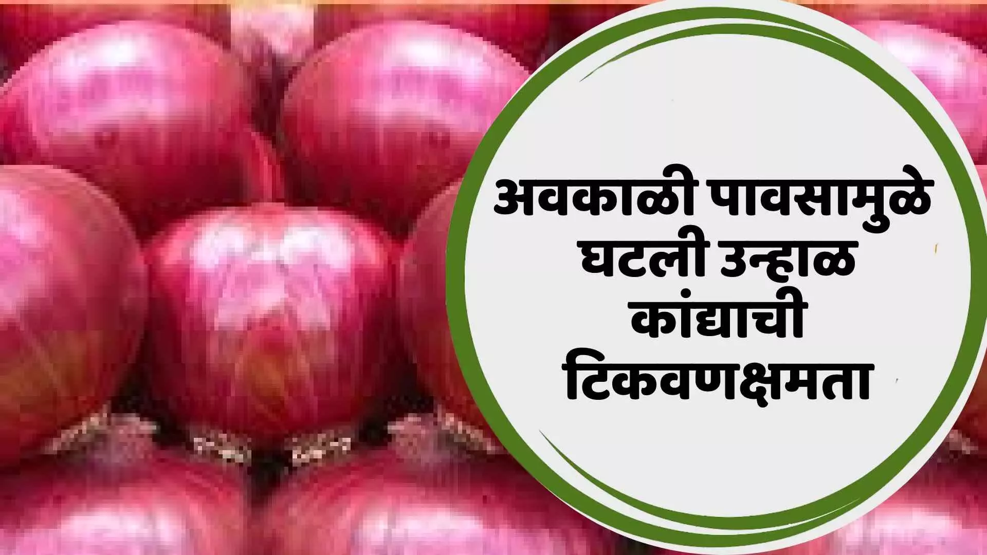 OnionCrises अवकाळी पावसामुळे घटली उन्हाळ कांद्याची टिकवणक्षमता..