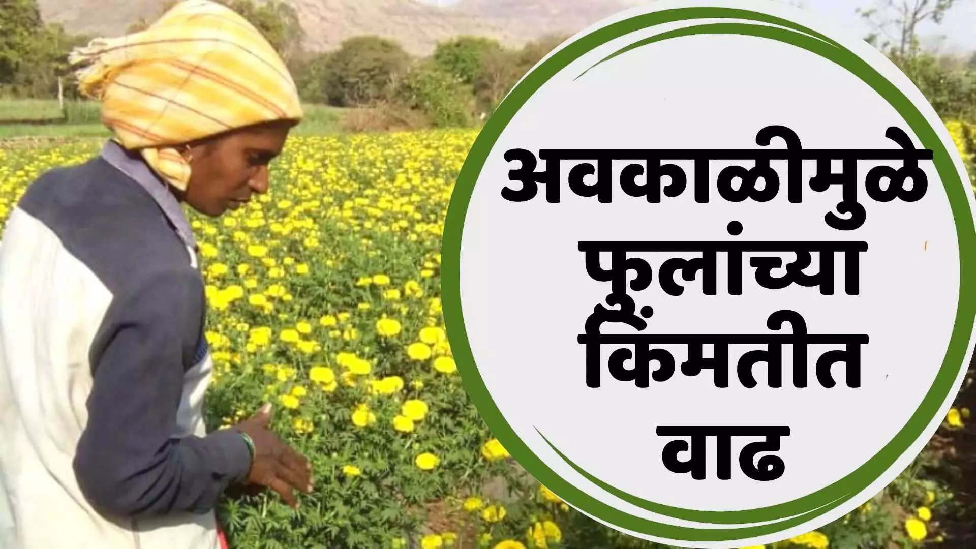 अवकाळीमुळे फुलांच्या किंमतीत वाढ l flower prices gone up I Maxkisan