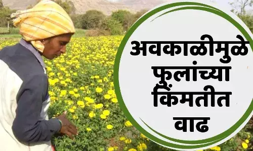 अवकाळीमुळे फुलांच्या किंमतीत वाढ l flower prices gone up I Maxkisan अवकाळीमुळे फुलांच्या किंमतीत वाढ l flower prices gone up I Maxkisan