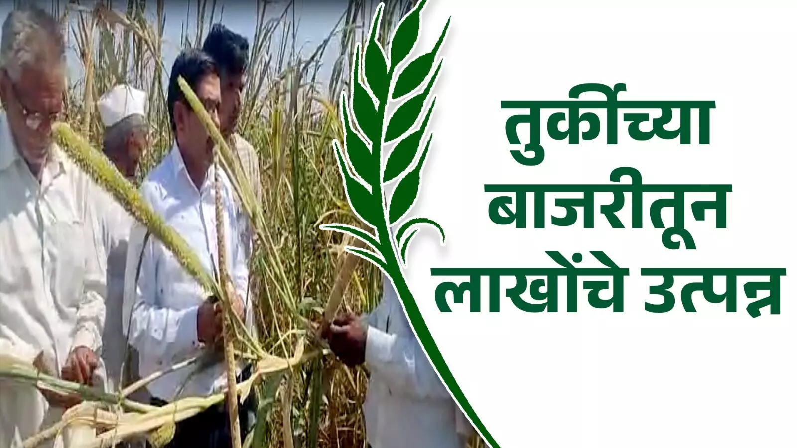 International Year of Millet तुर्कीच्या बाजरीतून लाखोंचे उत्पन्न..