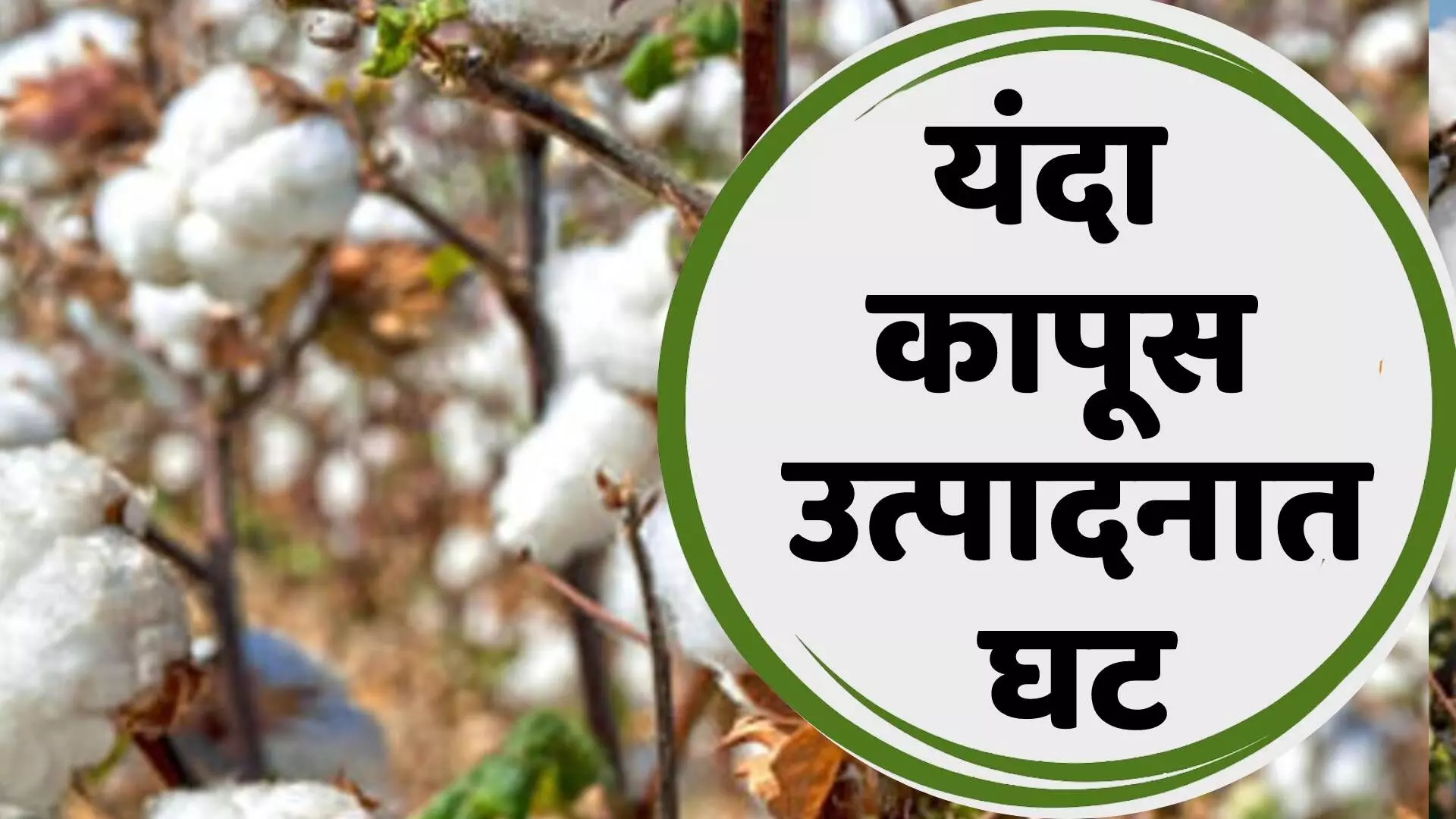 Cotton updet : यंदा कापूस उत्पादनात घट