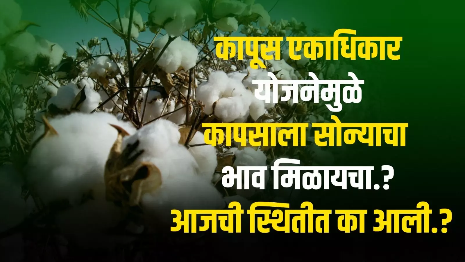 कापूस एकाधिकार योजनेमुळे कापसाला सोन्याचा भाव मिळायचा.? आजची स्थितीत का आली?