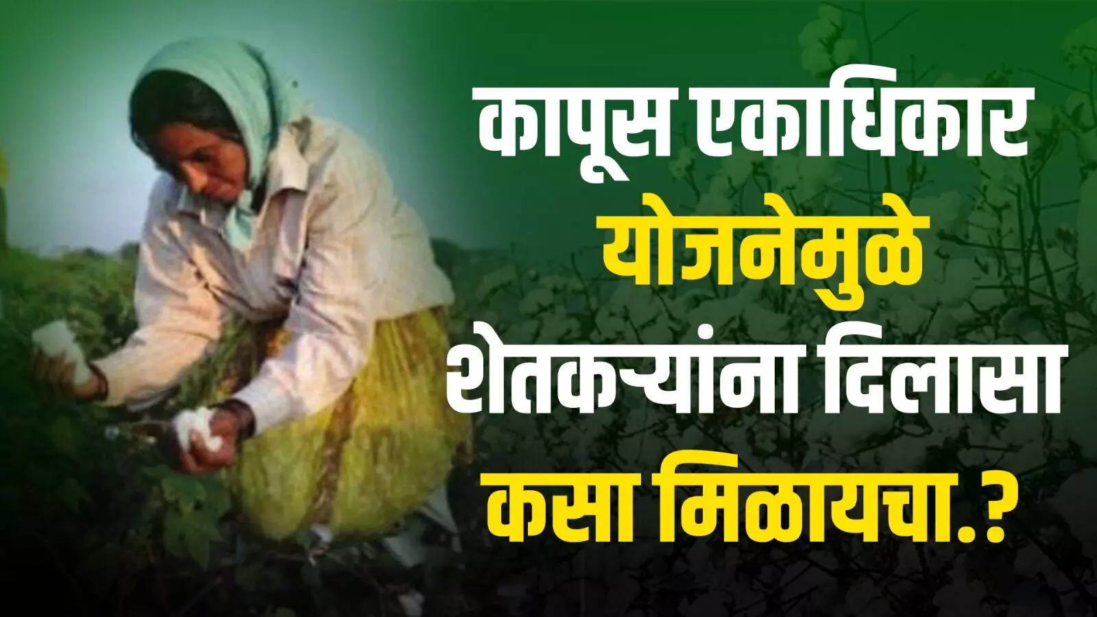 कापूस एकाधिकार योजनेमुळे शेतकऱ्यांना दिलासा कसा मिळायचा.?