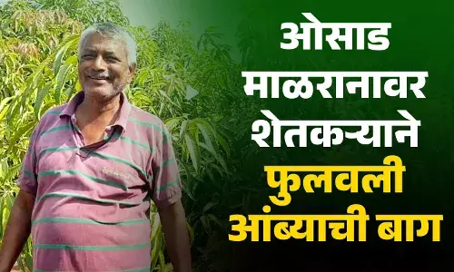 ओसाड माळरानावर शेतकऱ्याने फुलवली आंब्याची बाग ओसाड माळरानावर शेतकऱ्याने फुलवली आंब्याची बाग