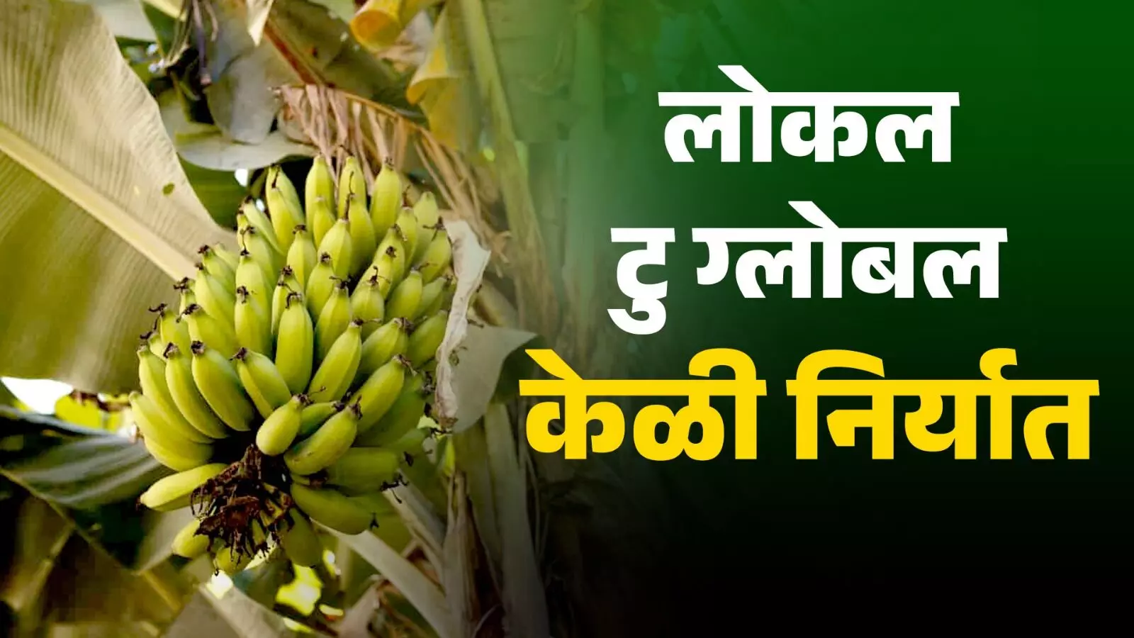 ऊसाकडून केळीकडे सुपरफास्ट निर्यात..Max Kisan