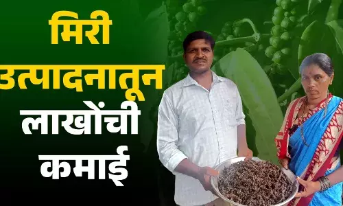 मिरी उत्पादनातून लाखोंची कमाई.. मिरी उत्पादनातून लाखोंची कमाई..