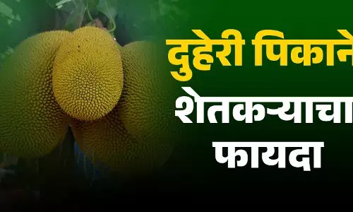 दुहेरी पिकातून शेतकऱ्याला मोठा फायदा दुहेरी पिकातून शेतकऱ्याला मोठा फायदा