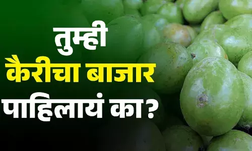 तुम्ही कैरीचा बाजार पाहिलायं का?