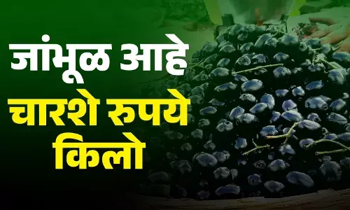 Jambhul चारशे रुपये किलोने विक्री होत आहे जांभूळ.. Jambhul चारशे रुपये किलोने विक्री होत आहे जांभूळ..
