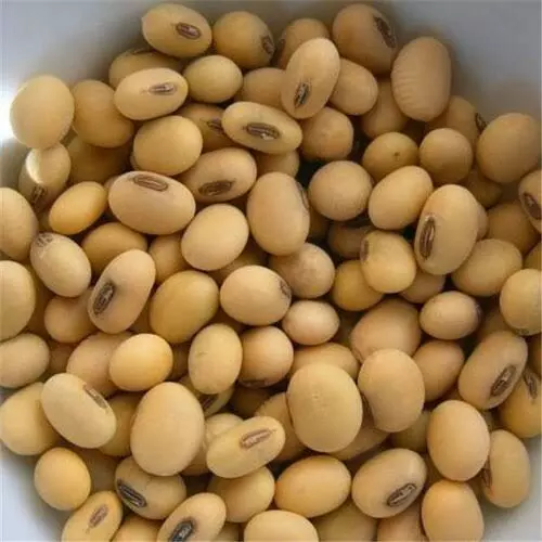 Soybean सोयाबीन कंपन्यांच्या बोगस बियाणांपासून सावधान : डॉ. सोमिनाथ घोळवे