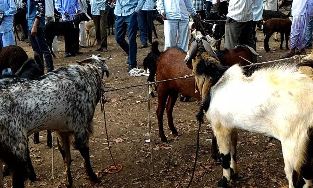 बकरी ईद निमित्त बोकडाचे भाव वाढले; बकरा बाजारात गर्दी