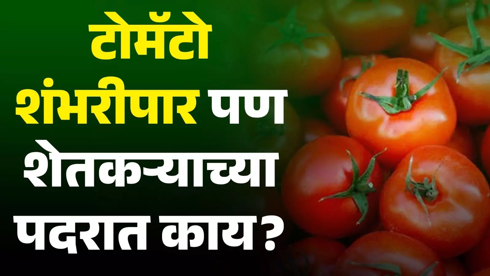 टोमॅटो शंभरीपार ;पण शेतकऱ्याच्या पदरात काय?