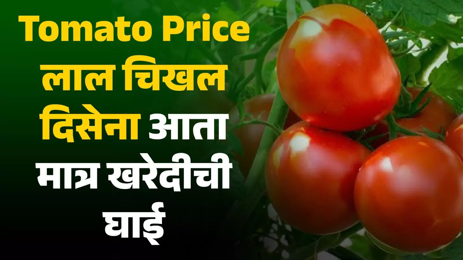 Tomato Price : आता सरकार करणार ग्राहकांसाठी टोमॅटो खरेदी