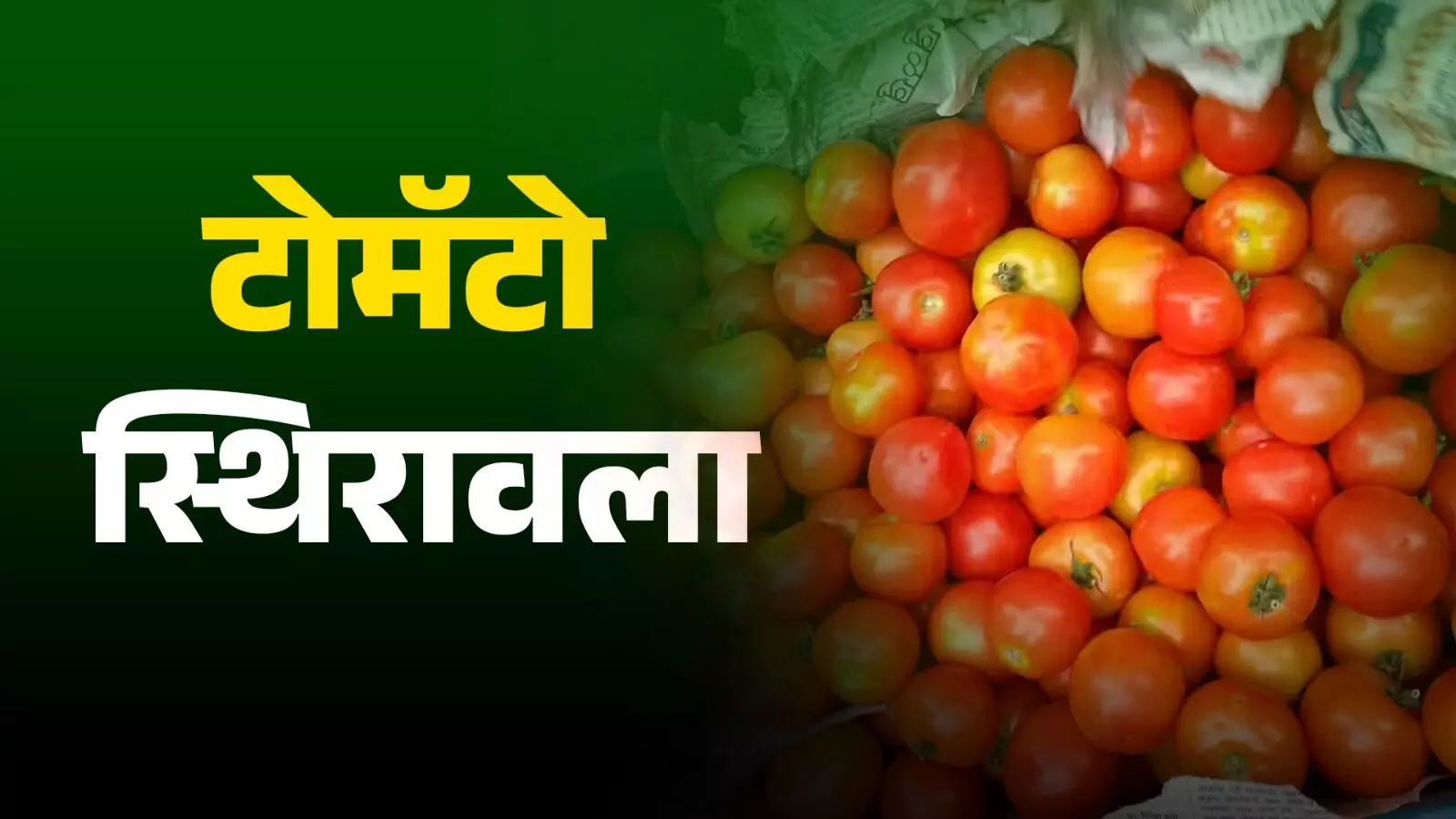 Tomato Price टोमॅटो स्थिरावला