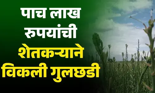 पाच लाख रुपयांची शेतकऱ्याने विकली गुलछडी