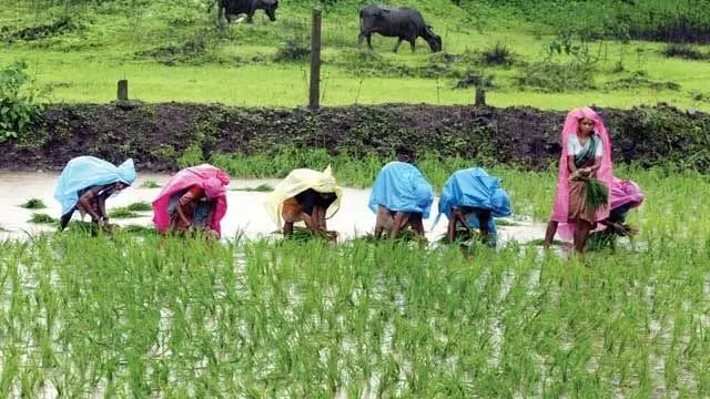 रत्नागिरीत मुसळधार पाऊस; शेतकरी सुखावले