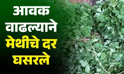 मेथीच्या  दरात झाली घसरण..