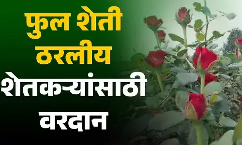 शेतकऱ्यांसाठी फुल शेती ठरतेय वरदान शेतकऱ्यांसाठी फुल शेती ठरतेय वरदान