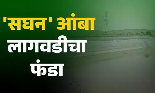 हे आहे आंब्याच्या सघन लागवडीचं जुगाड हे आहे आंब्याच्या सघन लागवडीचं जुगाड