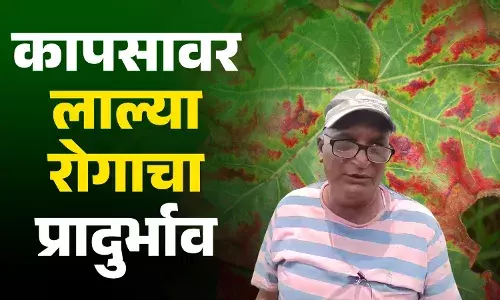 पाण्याअभावी कापसावर लाल्या रोगच्या प्रादुर्भाव.. पाण्याअभावी कापसावर लाल्या रोगच्या प्रादुर्भाव..