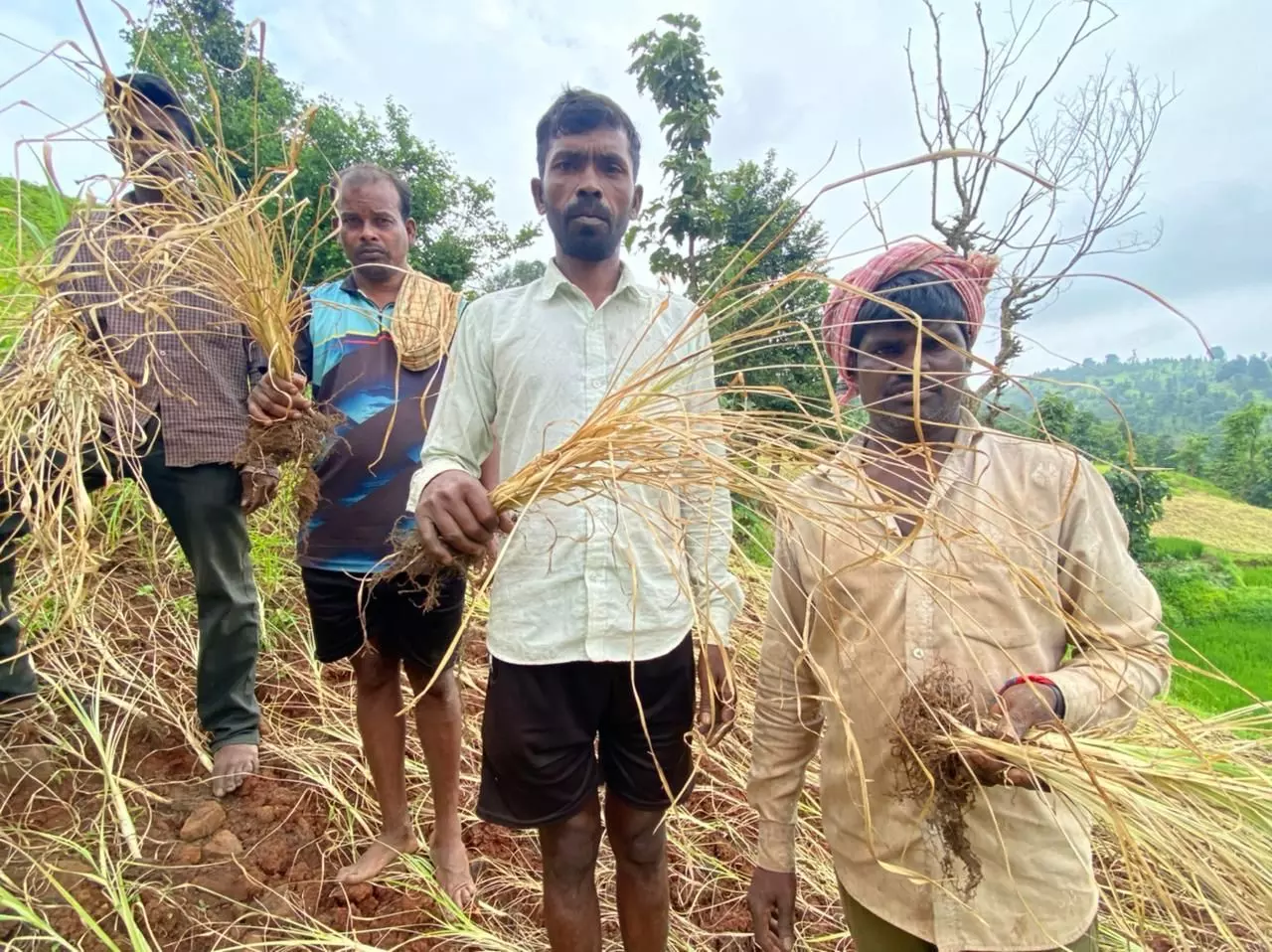 उन्हाने नागली करपली, आदिवासींनी जगावे कसे ?