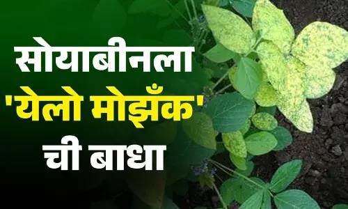 यलो मोझ्याक रोगामुळे सोयाबीनवर नांगर फिरवण्याची वेळ यलो मोझ्याक रोगामुळे सोयाबीनवर नांगर फिरवण्याची वेळ