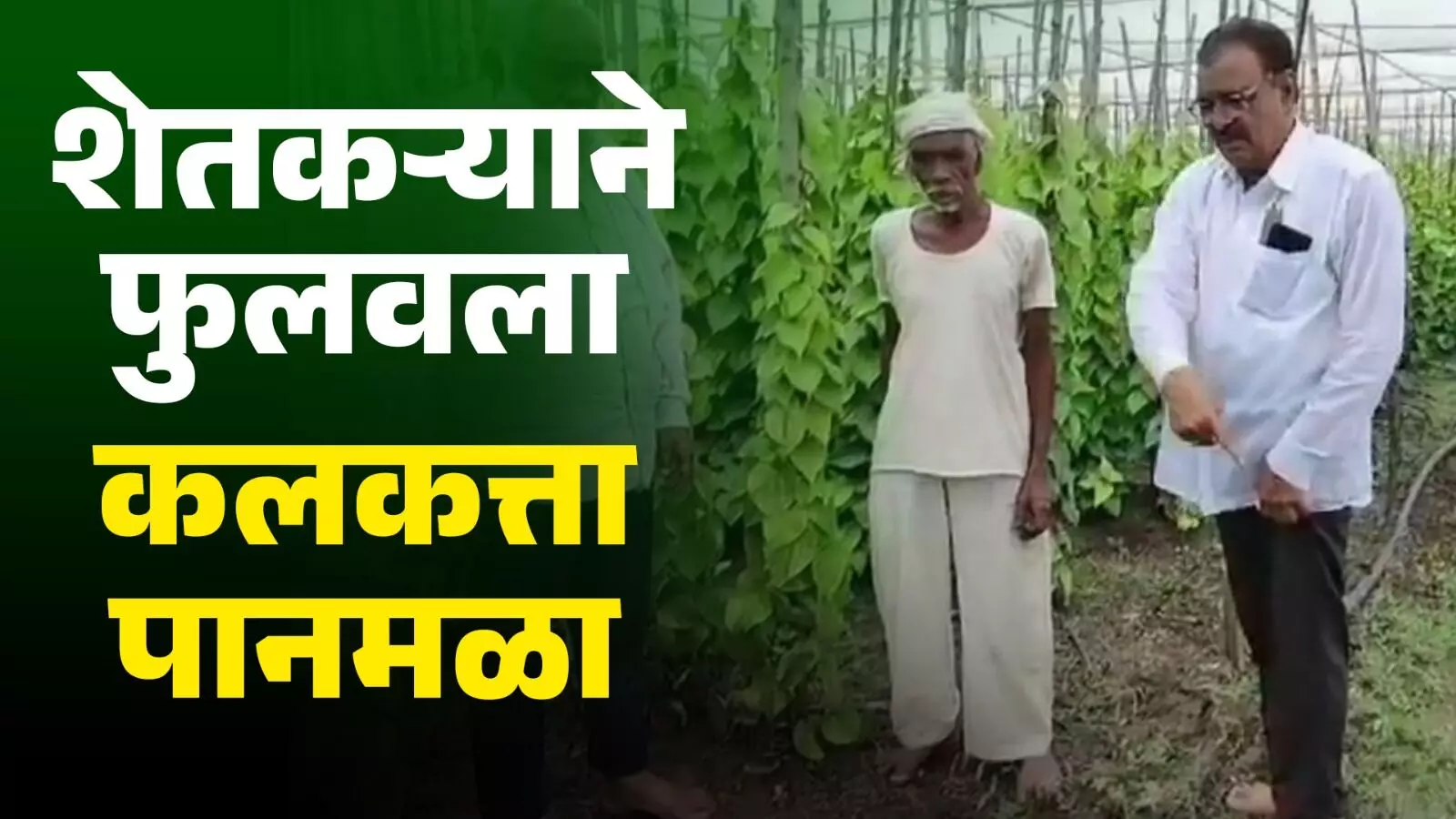 शेतकऱ्याने फुलवला कलकत्ता पानमळा