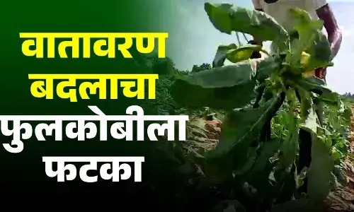 बदलत्या वातावरणाचा फुलकोबी शेतकऱ्यांना फटका बदलत्या वातावरणाचा फुलकोबी शेतकऱ्यांना फटका