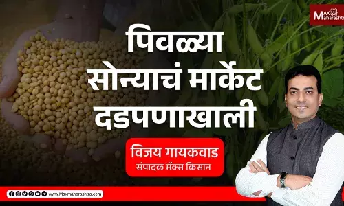 पिवळ्या सोन्याचे मार्केट दडपणाखाली पिवळ्या सोन्याचे मार्केट दडपणाखाली