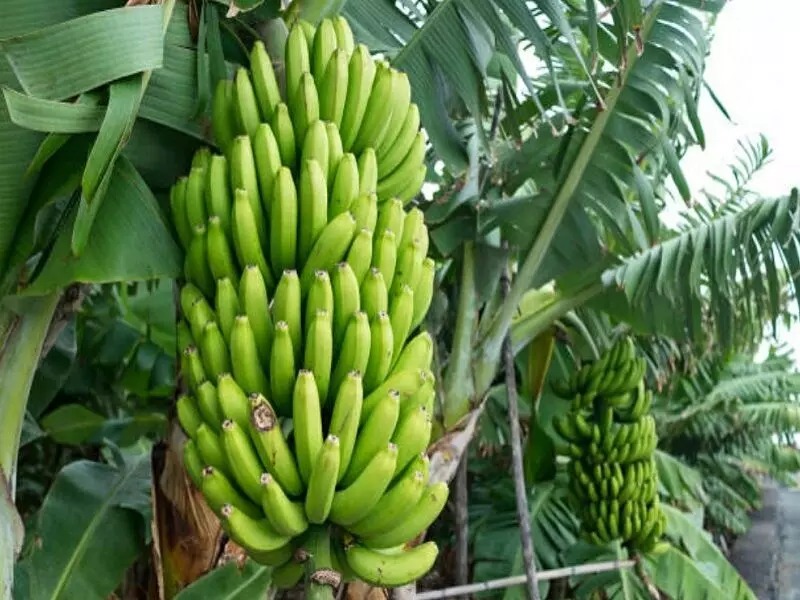 केळी उत्पादक शेतकऱ्यांना पीकविमा भरण्यासाठी 3 नोव्हेंबर पर्यंत मुदतवाढ