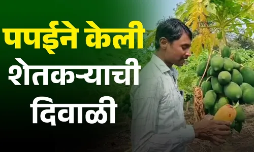 शेतकऱ्याने पपईच्या उत्पादनातून केली लाखोंची कमाई शेतकऱ्याने पपईच्या उत्पादनातून केली लाखोंची कमाई