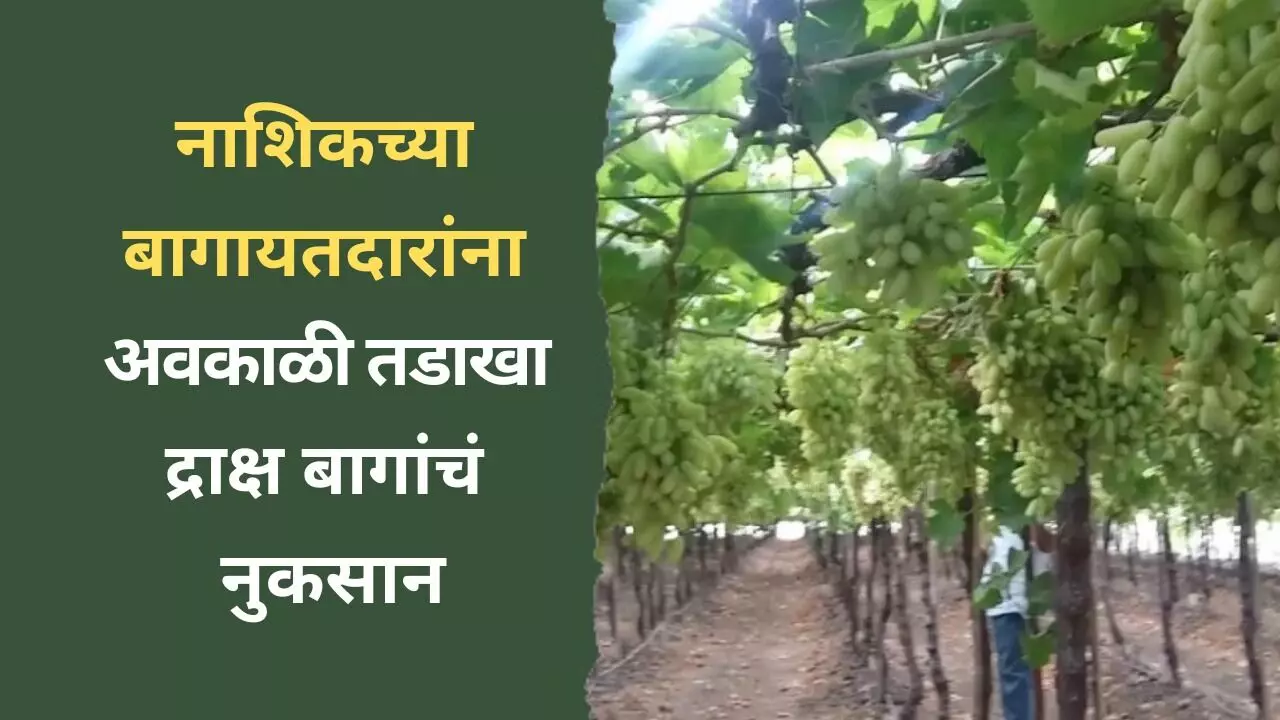 Nashik Unseasonal Rain | नाशिकच्या बागायतदारांना गारपिठीचा तडाखा, द्राक्ष बागांचं नुकसान...