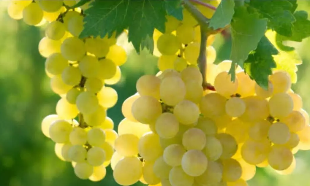 Grape Rate: द्राक्ष उत्पादकांसाठी हंगाम गोड कि आंबट: