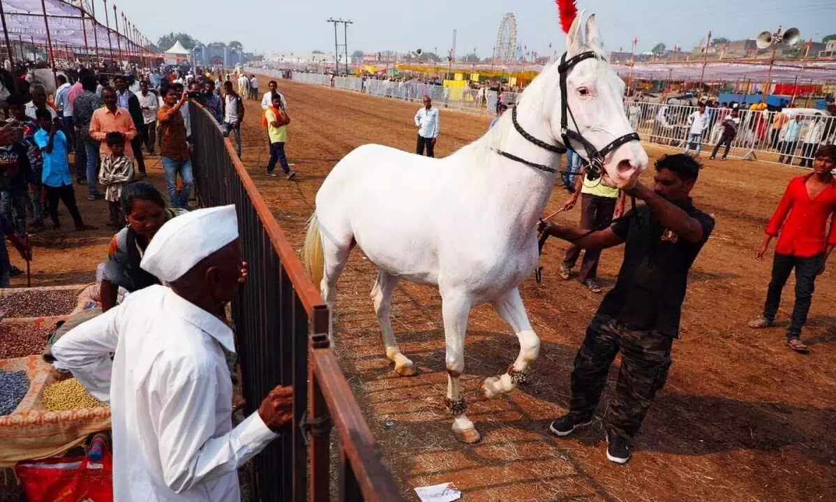 Horse Market : सारंगखेडा घोडेबाजार यावर्षी 1800 हून अधिक घोड्याची विक्री...