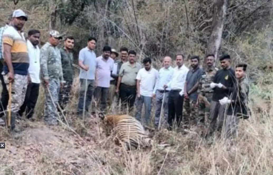 एकमेकांच्या झुंजीत दोन वाघांचा मृत्यू ; ताडोबातील घटना