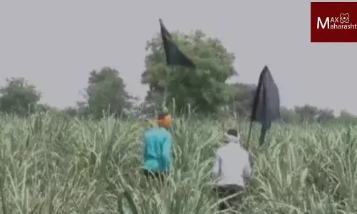 नांदेडच्या शेतकऱ्यांकडून उभ्या पिकात काळे झेंडे लावून सरकारविरोधी संताप. नांदेडच्या शेतकऱ्यांकडून उभ्या पिकात काळे झेंडे लावून सरकारविरोधी संताप.