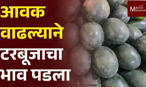 आवक वाढल्याने टरबूजाचा भाव पडला...! आवक वाढल्याने टरबूजाचा भाव पडला...!
