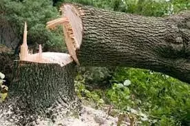बेसुमार वृक्षतोडीमुळे सावलीदार वृक्षात प्रचंड घट