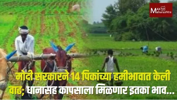 मोदी सरकारने 14 पिकांच्या हमीभावात केली वाढ; धानासह कापसाला मिळणार इतका भाव...