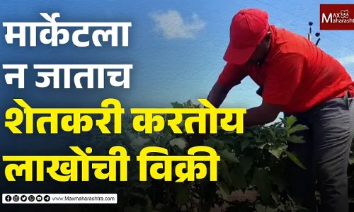 भाव मिळेना! शेतकऱ्याने शक्कल लढवली, मार्केटमध्ये न जाताच करतोय लाखोंची विक्री