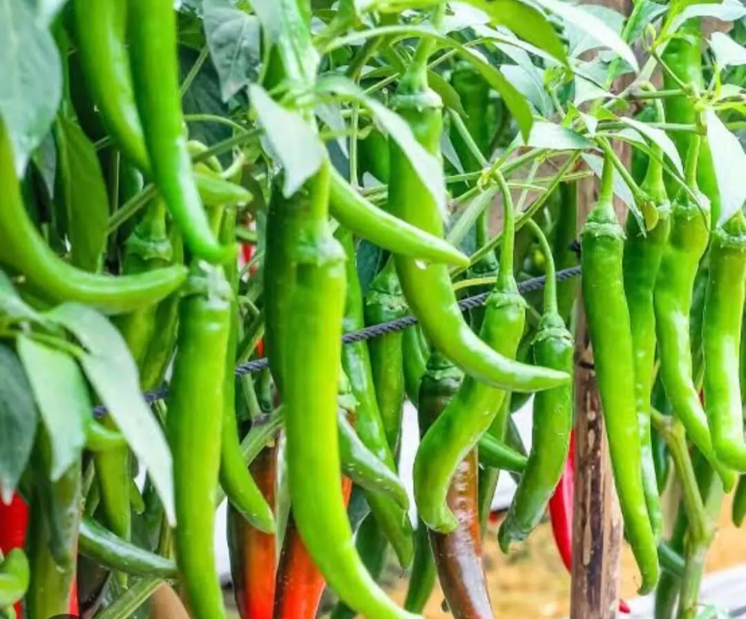 मिरचीचा पीक विम्यात समावेश करा