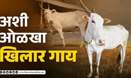Bendur special : अशी ओळखा दुर्मिळ खिलार गाय