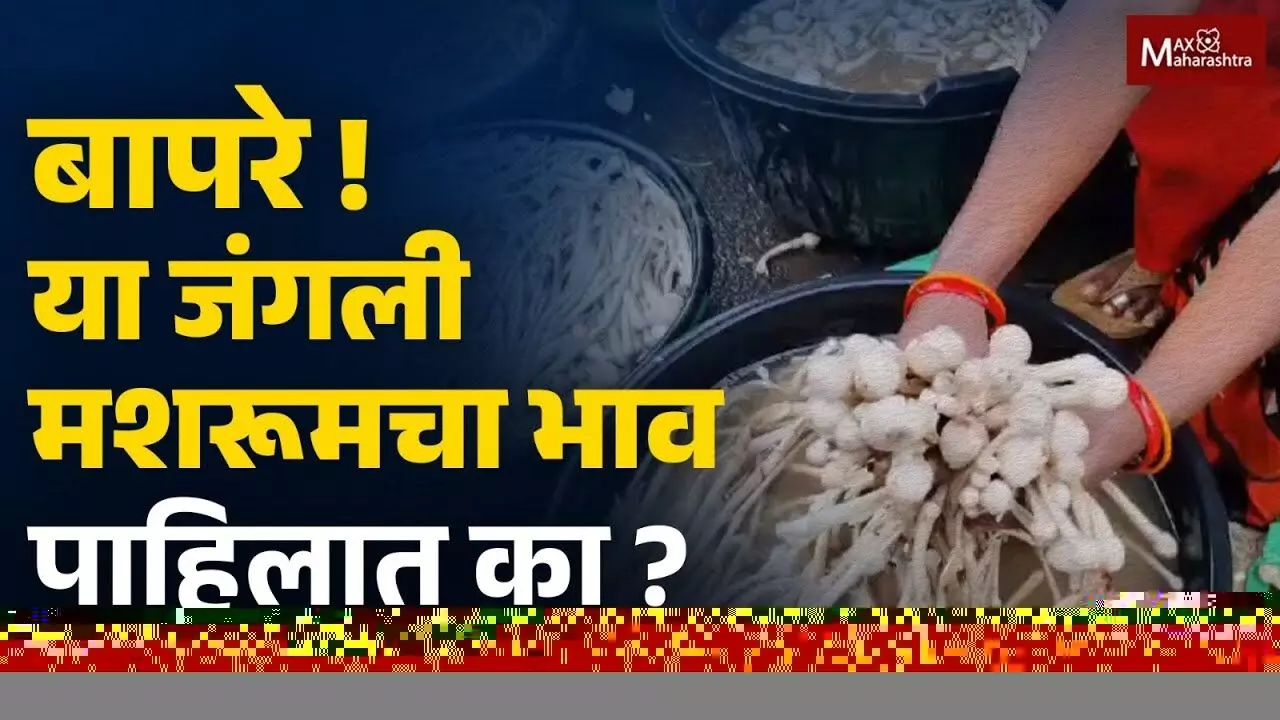 या जंगली मशरूमची किंमत तर पहा ?...
