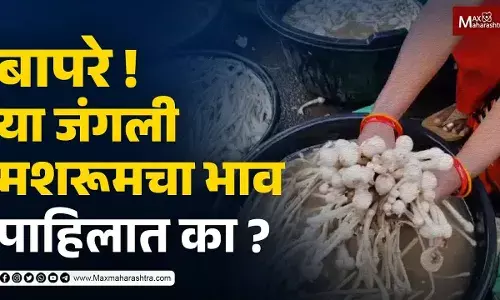 या जंगली मशरूमची किंमत तर पहा ?...