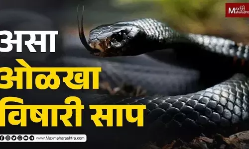 असा ओळखा विषारी साप