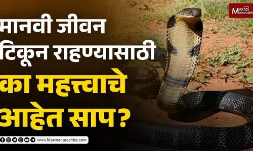 मानवी जीवन टिकून राहण्यासाठी का महत्त्वाचे आहेत साप?