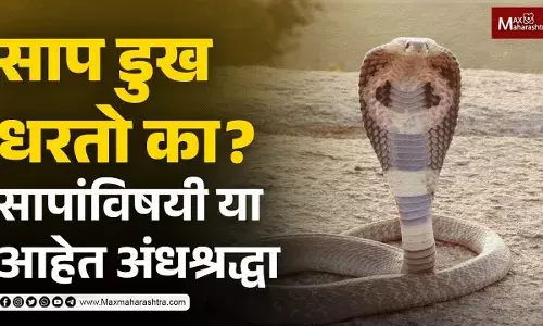 साप डुख धरतो का? सापांविषयी या आहेत अंधश्रद्धा