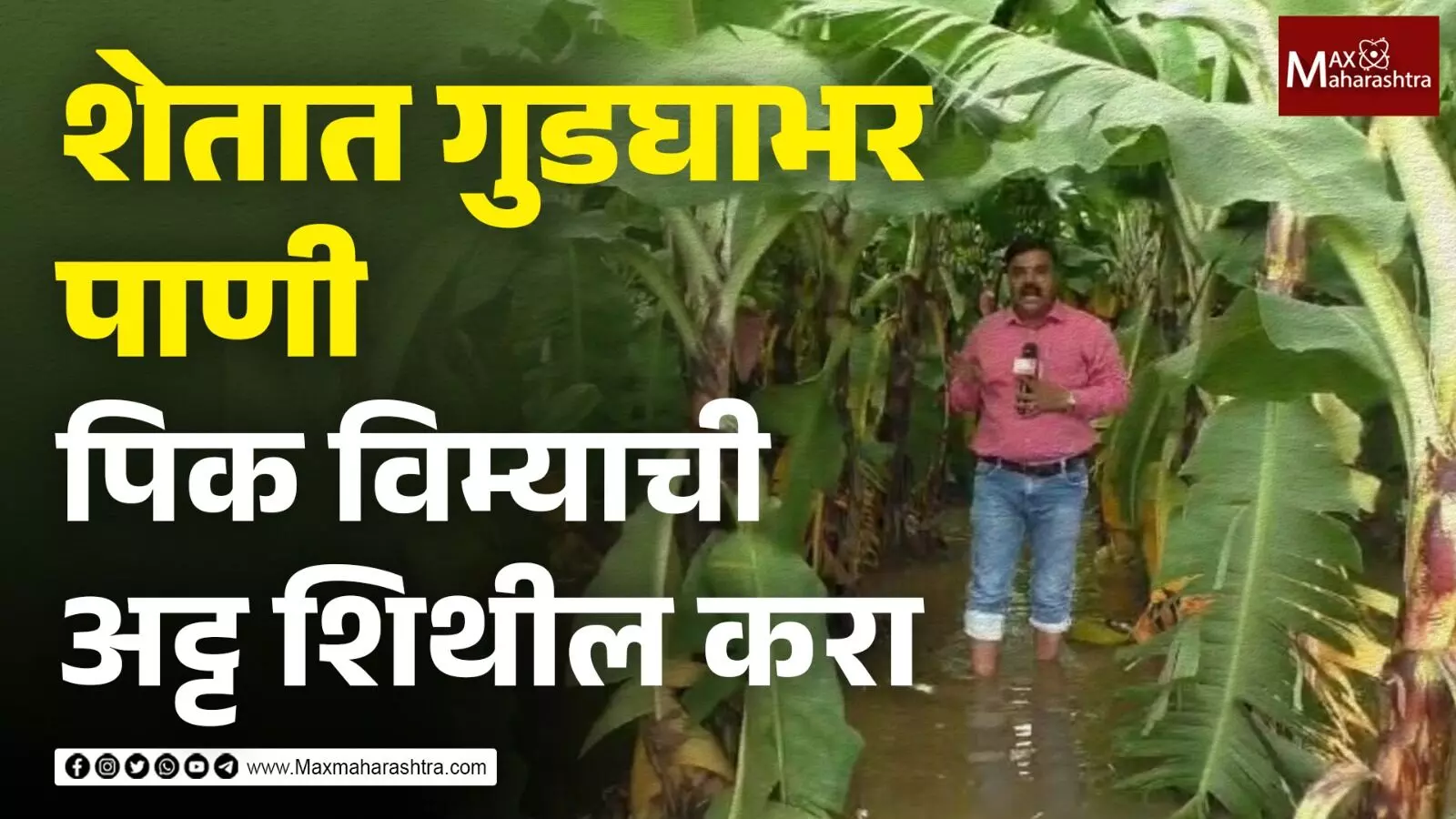शेतात गुडघाभर पाणी, पिकविम्यासाठी फोटो कसे अपलोड करू?